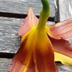 Hemerocallis minor Flors