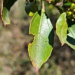 Rhamnus alaternusLeht