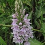 Dactylorhiza fuchsii Fula