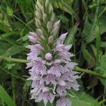 Dactylorhiza fuchsii Blüte