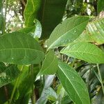 Cestrum megalophyllum 葉
