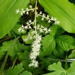 Maianthemum racemosum 花