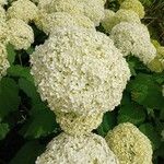 Hydrangea arborescens Квітка