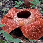 Rafflesia arnoldi Cvet