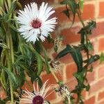 Dorotheanthus bellidiformis Blomst