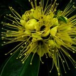 Xanthostemon chrysanthus Fleur
