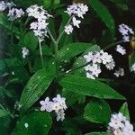 Myosotis latifolia ফুল