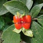 Drymonia serrulata Fruto