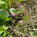 Arisarum simorrhinum Bloem