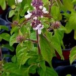 Ocimum kilimandscharicum Õis