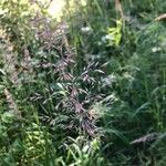 Calamagrostis varia Blad