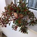 Peperomia graveolensLeaf