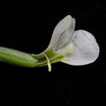Canscora alata Flor