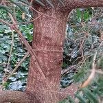 Abies recurvata Bark