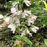 Penstemon canescens Flower