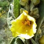 Verbascum macrurum Flower
