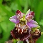 Ophrys holosericeaBlomma