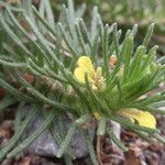 Ajuga chamaepitys Flor