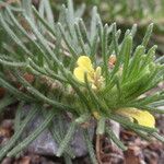 Ajuga chamaepitys ফুল