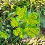 Euphorbia helioscopia Delienn