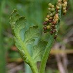 Botrychium matricariifolium Other