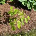 Rubus macrophyllus Blad