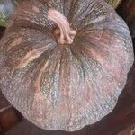 Cucurbita moschata Gyümölcs