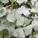 Dichondra repens Hoja