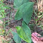 Stylochaeton lancifolium Blatt