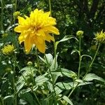 Rudbeckia laciniata Drugo