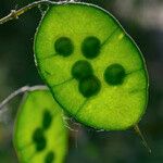 Lunaria annuaFruit