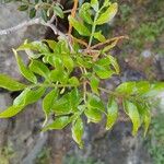 Pistacia × saportae葉