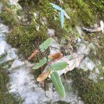 Pellaea atropurpurea Hábito