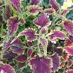 Coleus decurrens Blatt