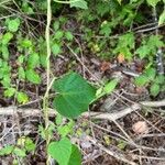 Ipomoea pandurata Fuelha