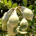 Dermatophyllum secundiflorum Fruit