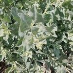 Atriplex suberecta Blatt