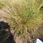 Bothriochloa bladhii 形态