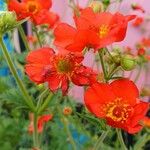 Geum coccineum 花