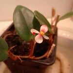 Begonia elaeagnifolia 花