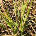 Setaria verticillata Blatt
