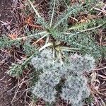 Cardopatium corymbosum Flor