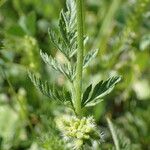 Torilis nodosa Leaf