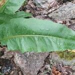 Rumex hydrolapathum Leaf