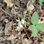 Desmodium scorpiurus Folha