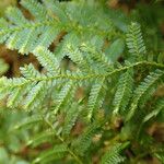 Selaginella myosurus Leaf