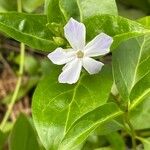 Vinca difformis Blüte