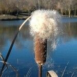 Typha latifolia 果實