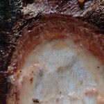 Coelocaryon preussii Corteza