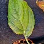 Amaranthus hybridus Blatt